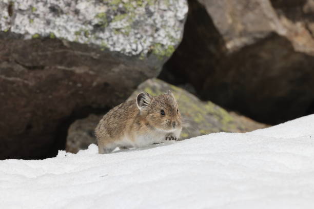Pika  Banff  National Park Kanada