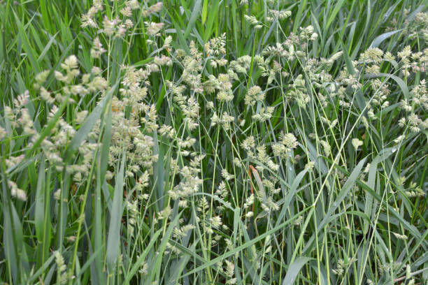 graminées fourragères à fleurs dactylis glomerata - provender photos et images de collection