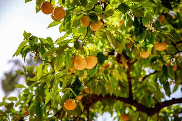 orangen- und zitronenbaum mit früchten an den zweigen, andalusien, spanien. sevilla. - romrodinka stock-fotos und bilder