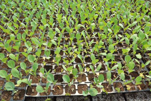 istock Seedlings of cabbage grown in plastic cassettes. 1420360247