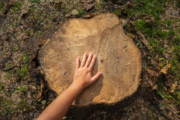 istock Sawn tree stump. A woman's hand touches the surface of a cut tree 1420361693