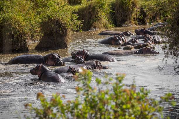 un gran grupo de hipopótamos yacen en el agua. tanzania serengeti - hippopotamus fotografías e imágenes de stock