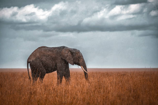 istock African elephant in the rain 1420363416