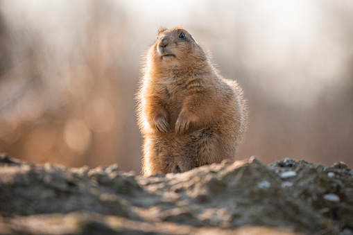 A Cute Groundhog Looking Curiously
