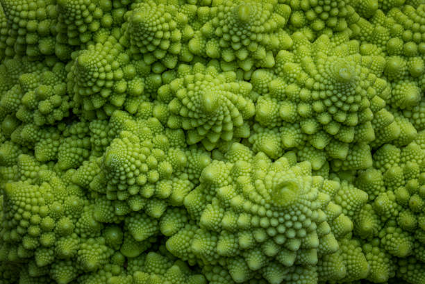 romaneco couve-flor - romanesco broccoli - fotografias e filmes do acervo