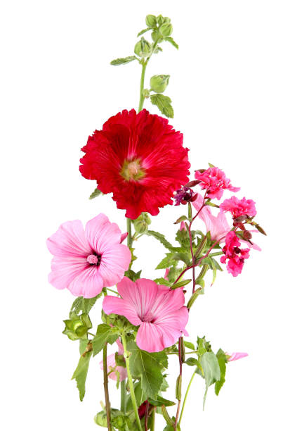 istock Many various garden flowers Rose mallow, 1420368603