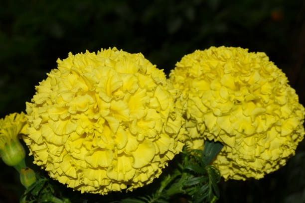 изображение выделенного желтого цветка календулы в свете - retail occupation flash стоковые фото и изображения