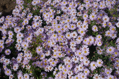Plenty of pink flowers of Michaelmas daisies with bees in October