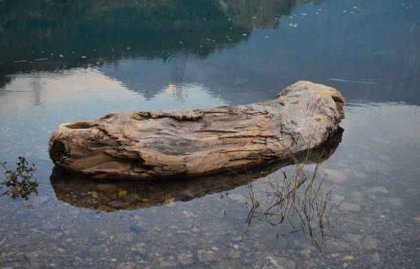 istock Wood log scenic picture lying on lake shore 1420377613