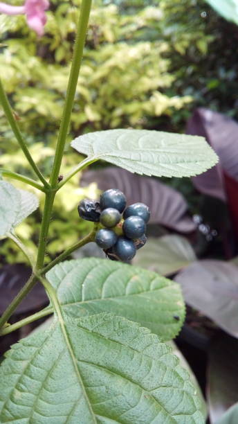 istock very small purple grapes 1420381673