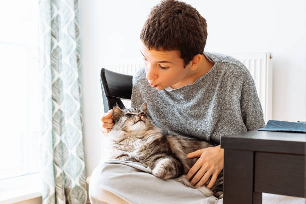 Love and care for pets, teenager and cat friends spend time together Portrait of teenage girl with short haircut, in casual clothes in gray tones, sitting on chair at home, kissing and hugging domestic fluffy gray sleeping cat short haired maine coon stock pictures, royalty-free photos & images
