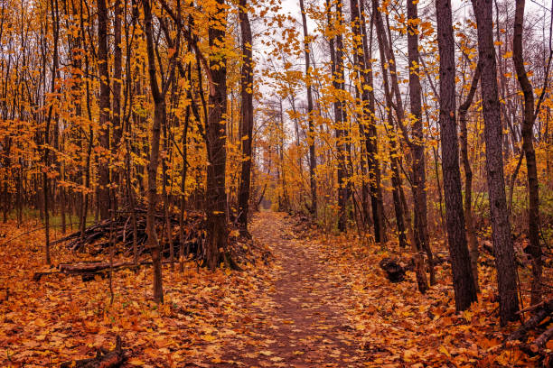 istock Autumn leaves orange natural park 1420383049