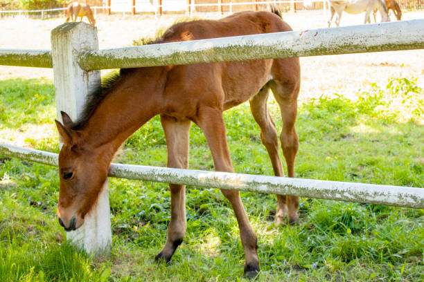 Farm with horses