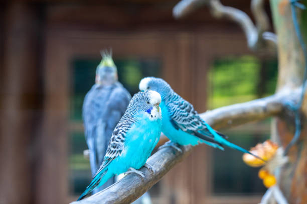 blue budgies in an aviary - aviary imagens e fotografias de stock