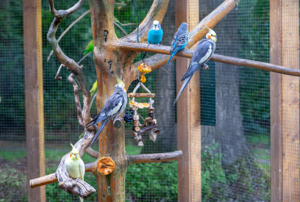 many budgerigars in an aviary - aviary imagens e fotografias de stock