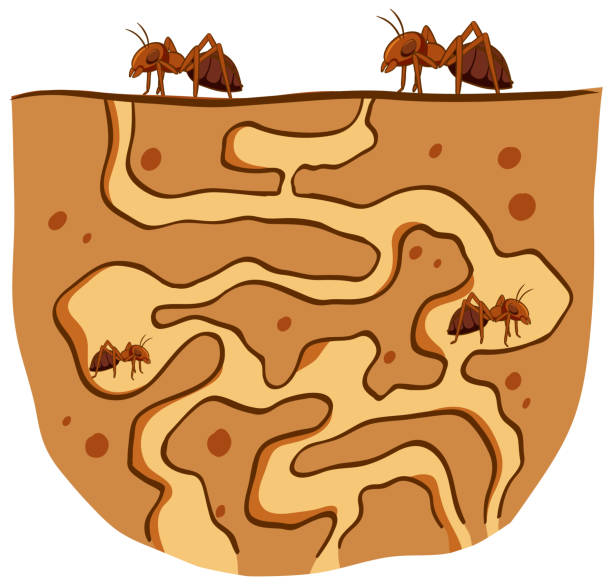 unterirdisches ameisennest mit roten ameisen - ant underground animal nest insect stock-grafiken, -clipart, -cartoons und -symbole
