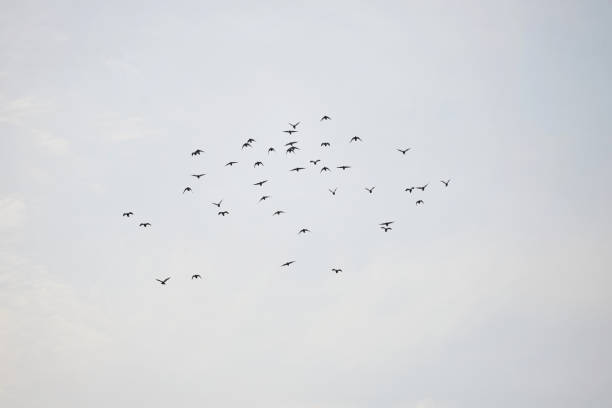 Flock of birds flying in the sky