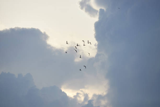 Sunset sky with flock of thai crane birds in Loie province