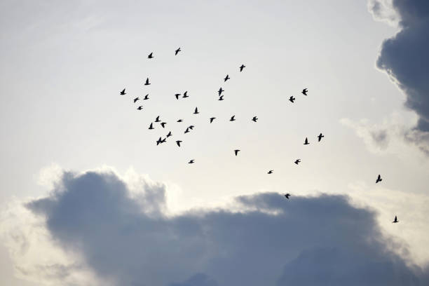 istock Flock of birds flying in the sky 1420396846