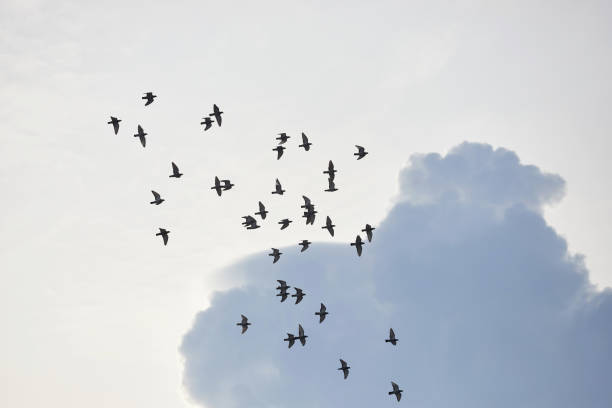istock Flock of birds flying in the sky 1420396847