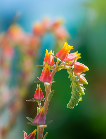 Close up view of Succulent in bloom with pink and yellow flowers