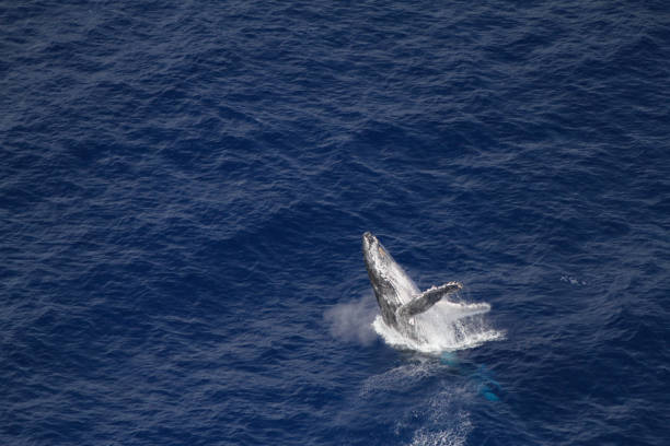 Amazing pictures of humpback whale in Reunion island Amazing pictures of humpback whale in Reunion island whale jumping stock pictures, royalty-free photos & images
