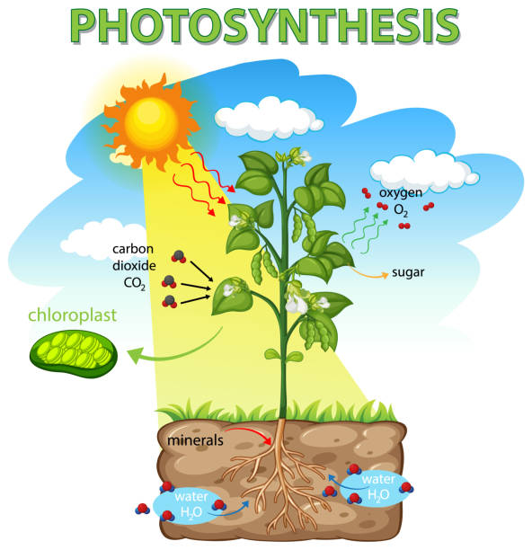 illustrations, cliparts, dessins animés et icônes de diagramme montrant le processus de photosynthèse chez la plante - photosynthèse