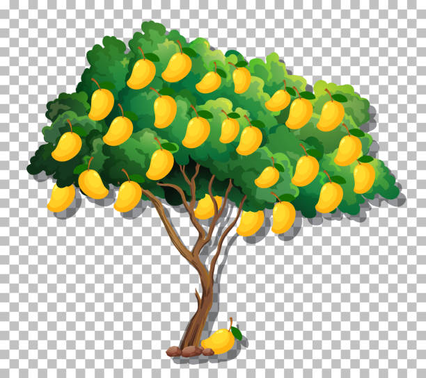 Vector Maango Tree 270+ Mango Clipart Pictures Stock Illustrations, Royalty-Free Vector ...