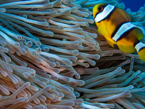 istock Beautiful red anemone magnifica with blue water background 1420402754