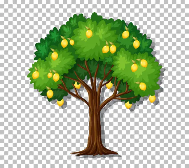 Vector illustration of Lemon tree on transparent background