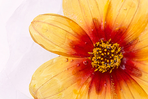 Abstract image of a beautiful blooming Dahlia encased in ice.