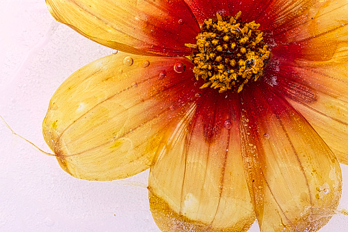 Abstract image of a beautiful blooming Dahlia encased in ice.