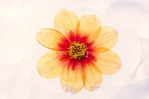 Abstract image of a beautiful blooming Dahlia encased in ice.