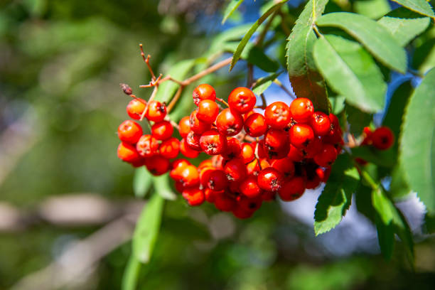 istock Red ripe rowan berries on branch on sunny day 1420404790