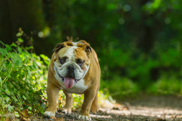 Tough-looking British Bulldog staring and sticking its tongue out.