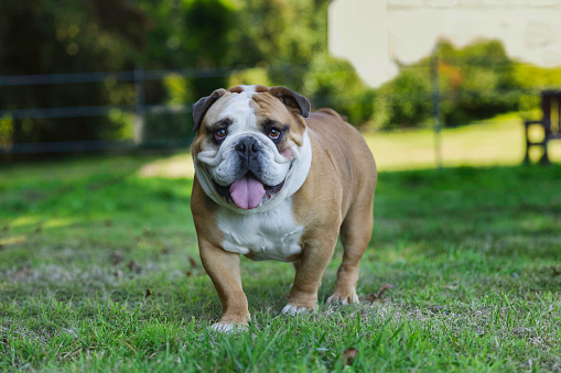 Tough-looking British Bulldog staring and sticking its tongue out.