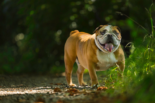 Tough-looking British Bulldog staring and sticking its tongue out.