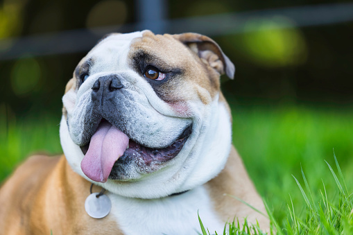 Tough-looking British Bulldog sticking its tongue out whilst resting.