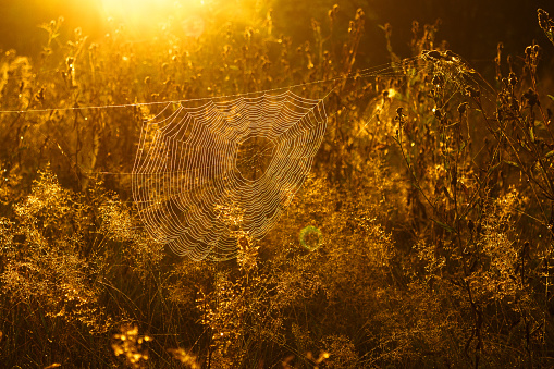 Cobwebs on the grass, in the rays of the morning sun. Close-up. Nature.