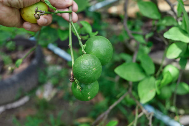 istock Hand holding lime in the garden 1420414068