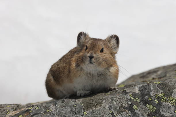 Pika  Banff  National Park Kanada