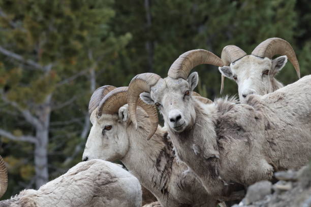 istock Bighorn Sheep Banff  National Park Kanada 1420416518
