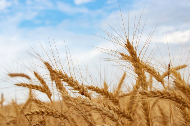 istock Yellow agriculture field with ripe wheat and blue sky with clouds over it. 1420417075