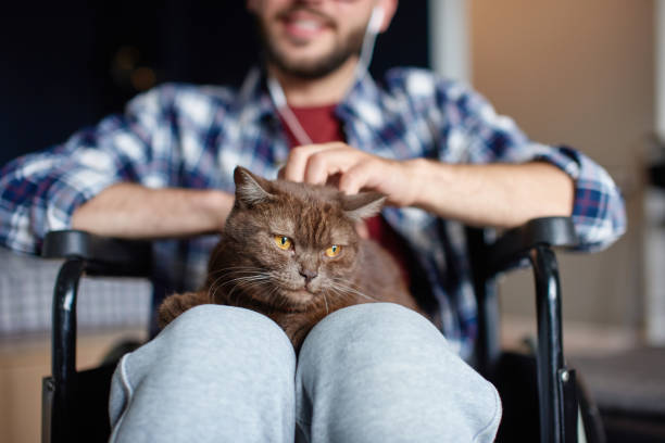 Disabled man rehabilitation at home with cat Domestic cat sitting on disabled man's laps, close up view. He is petting the cat. Qurantine, stay home, rehabilitation concept weak cat stock pictures, royalty-free photos & images