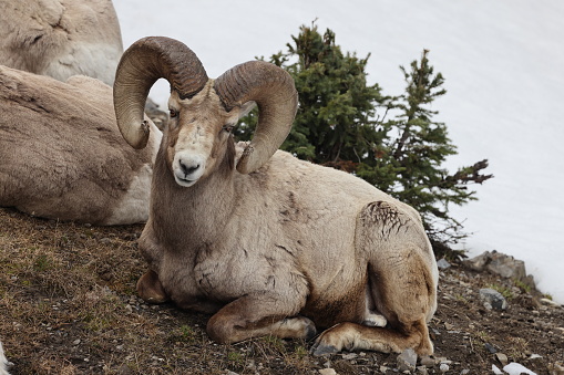 Bighorn Sheep Banff  National Park Kanada