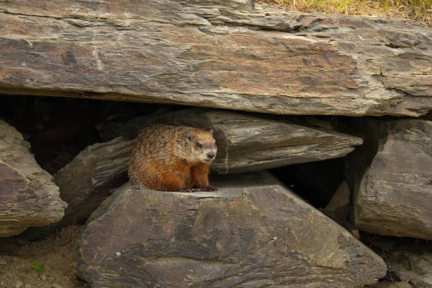 istock Marmot hanging on a rock 1420427204