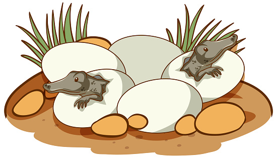 Alligators hatching from eggs illustration