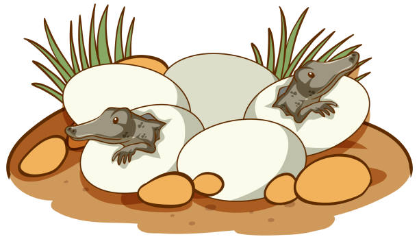 Alligators hatching from eggs Alligators hatching from eggs illustration alligator hatching stock illustrations