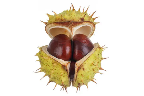 Spiky conker case opening up to reveal the conker seeds inside. Isolated on white, natural protection concept