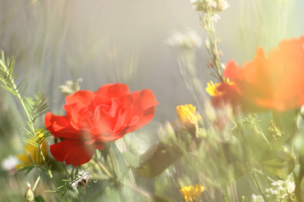 a postcard with scarlet roses among wildflowers